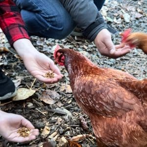 People feeding brown and grey chickens with seeds from their hands on a ground covered in leaves and dirt.